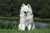 SAMOYEDE 006